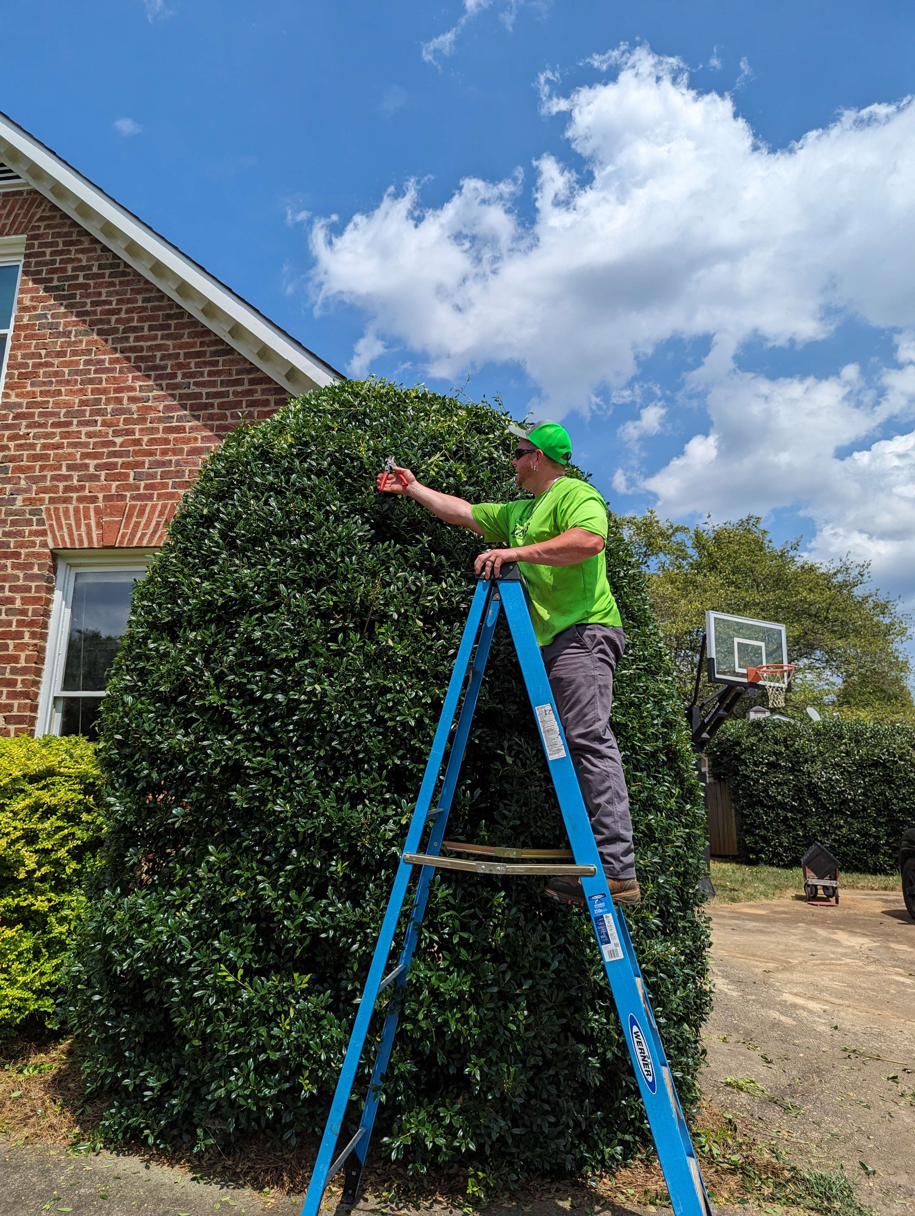 Professional residential landscaping maintenance, specifically the precision trimming and shaping of large shrubs to enhance curb appeal.