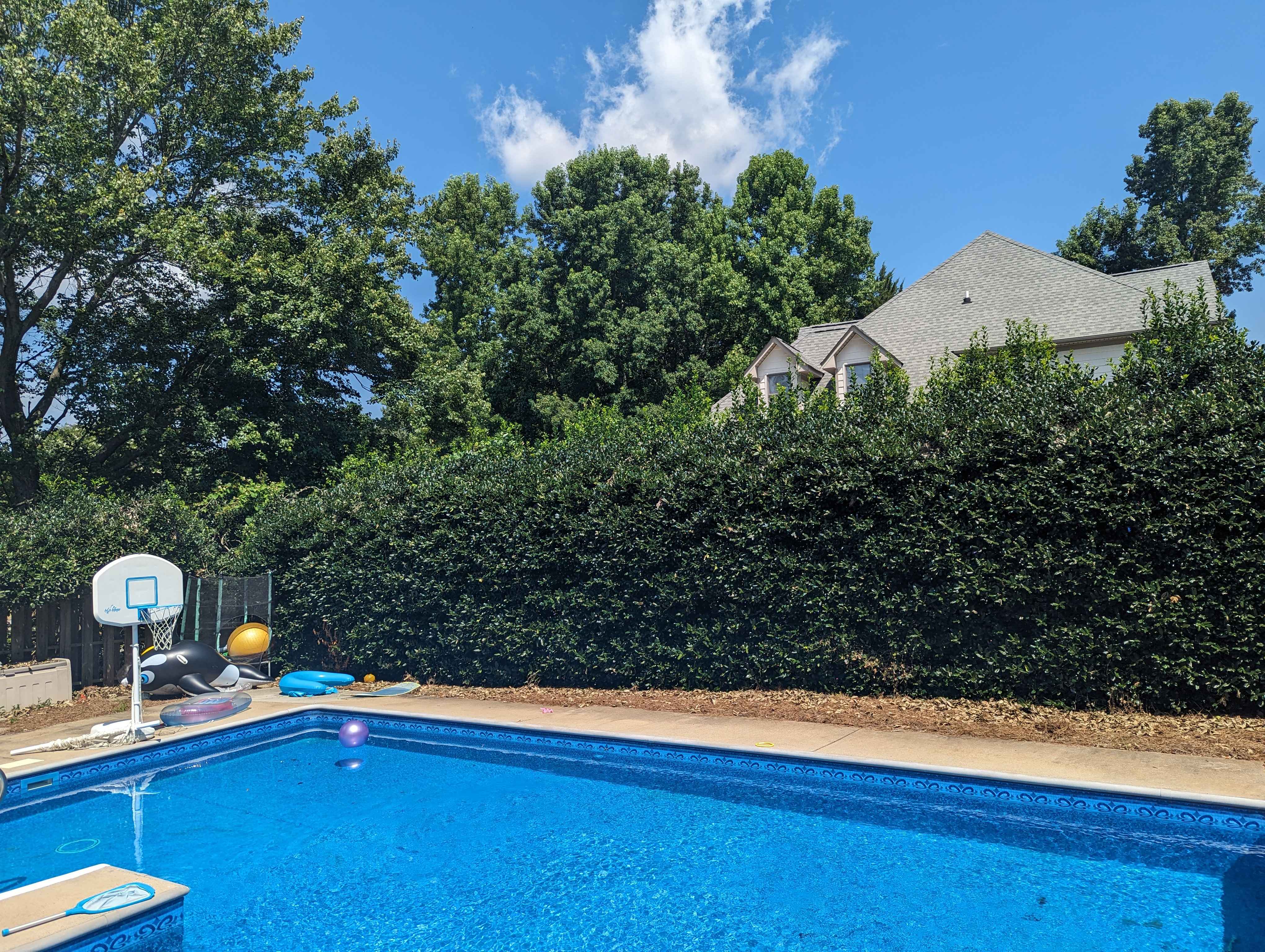 Professional residential landscaping maintenance, specifically the precision trimming and shaping of large shrubs to enhance curb appeal.